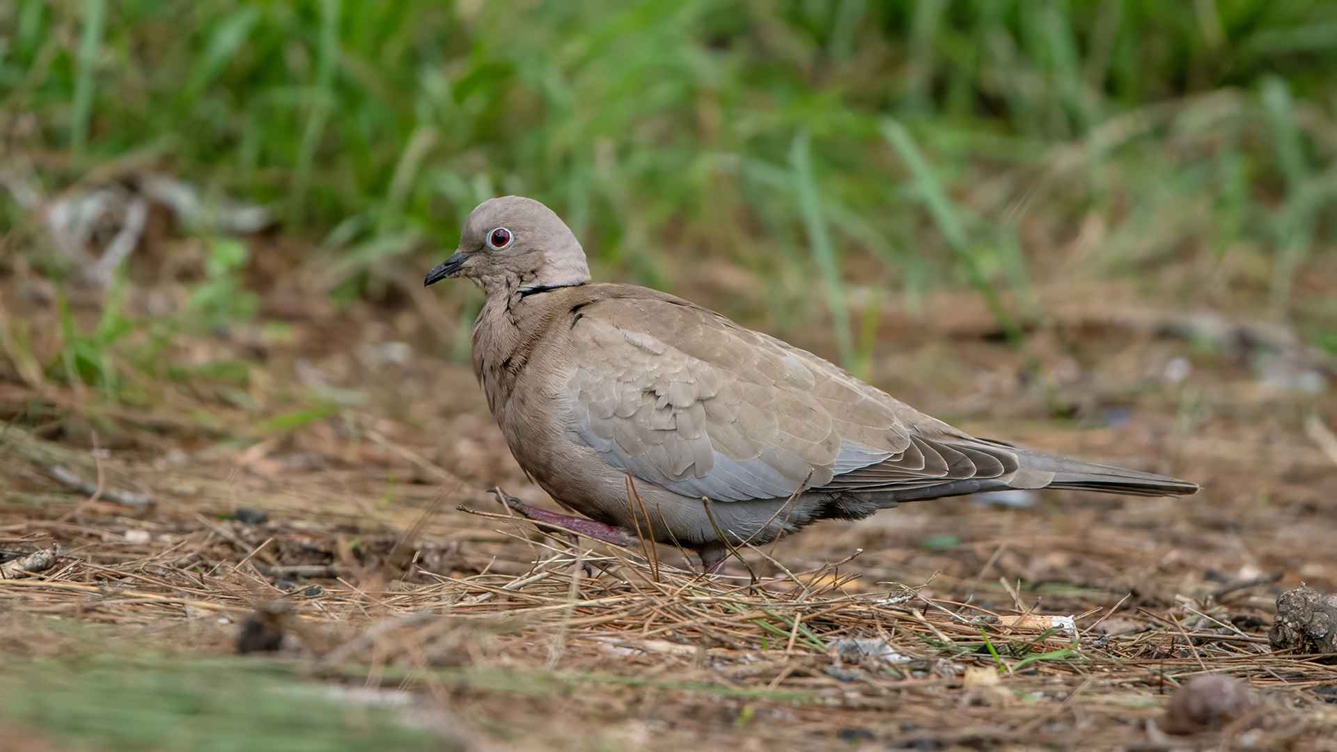 Eurasian Collared-Dove